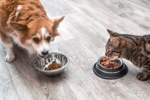 Por que gatos não podem comer alimento de cachorro? Entenda as particularidades da nutrição felina