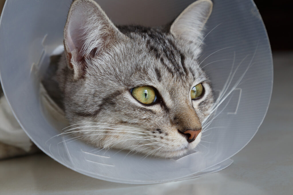Descubra como adaptar a nutrição do seu gato após a castração para garantir saúde e bem-estar. Dicas essenciais e cuidados necessários