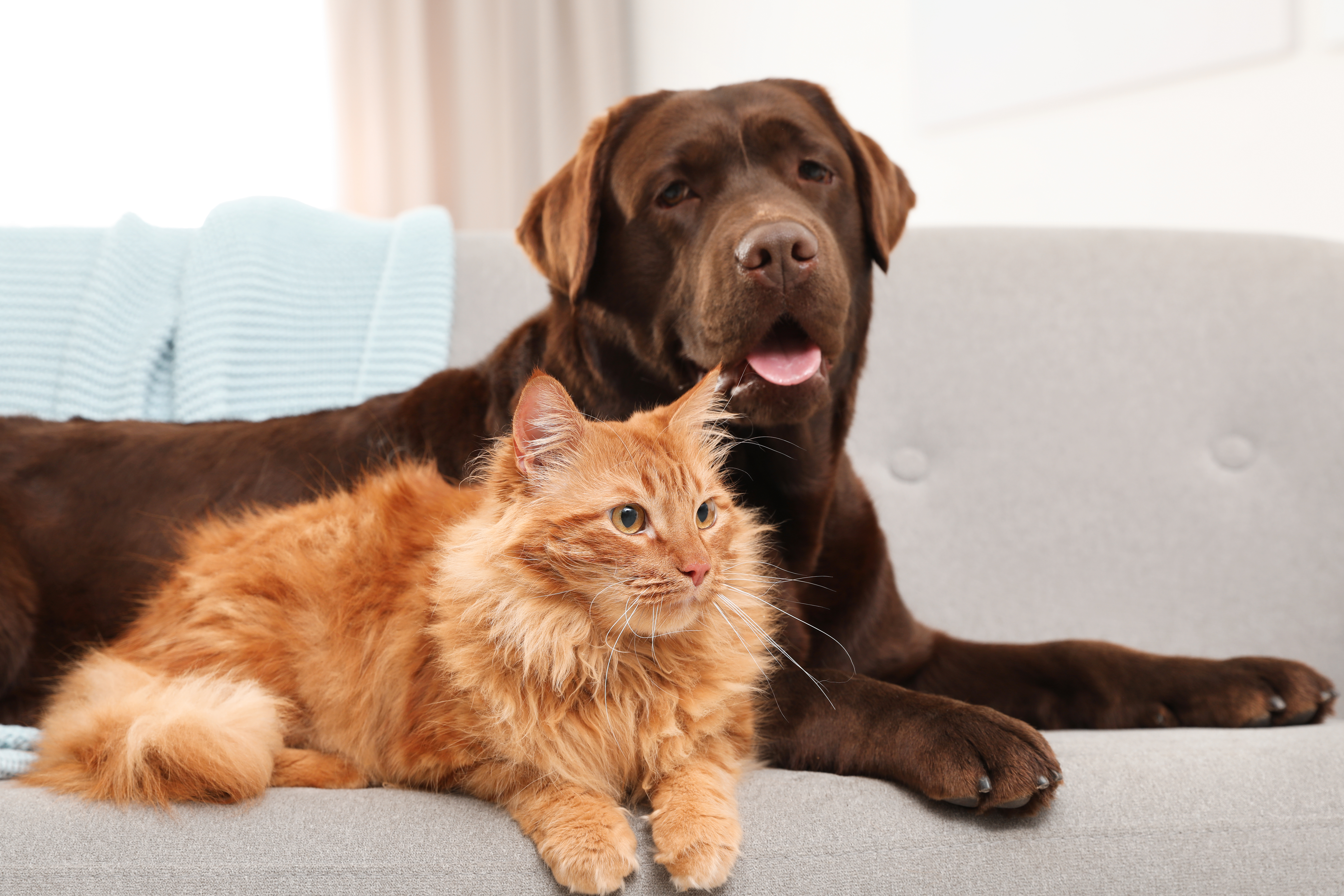 Qual é a importância dos probióticos e como eles ajudam na saúde intestinal de cães e gatos?