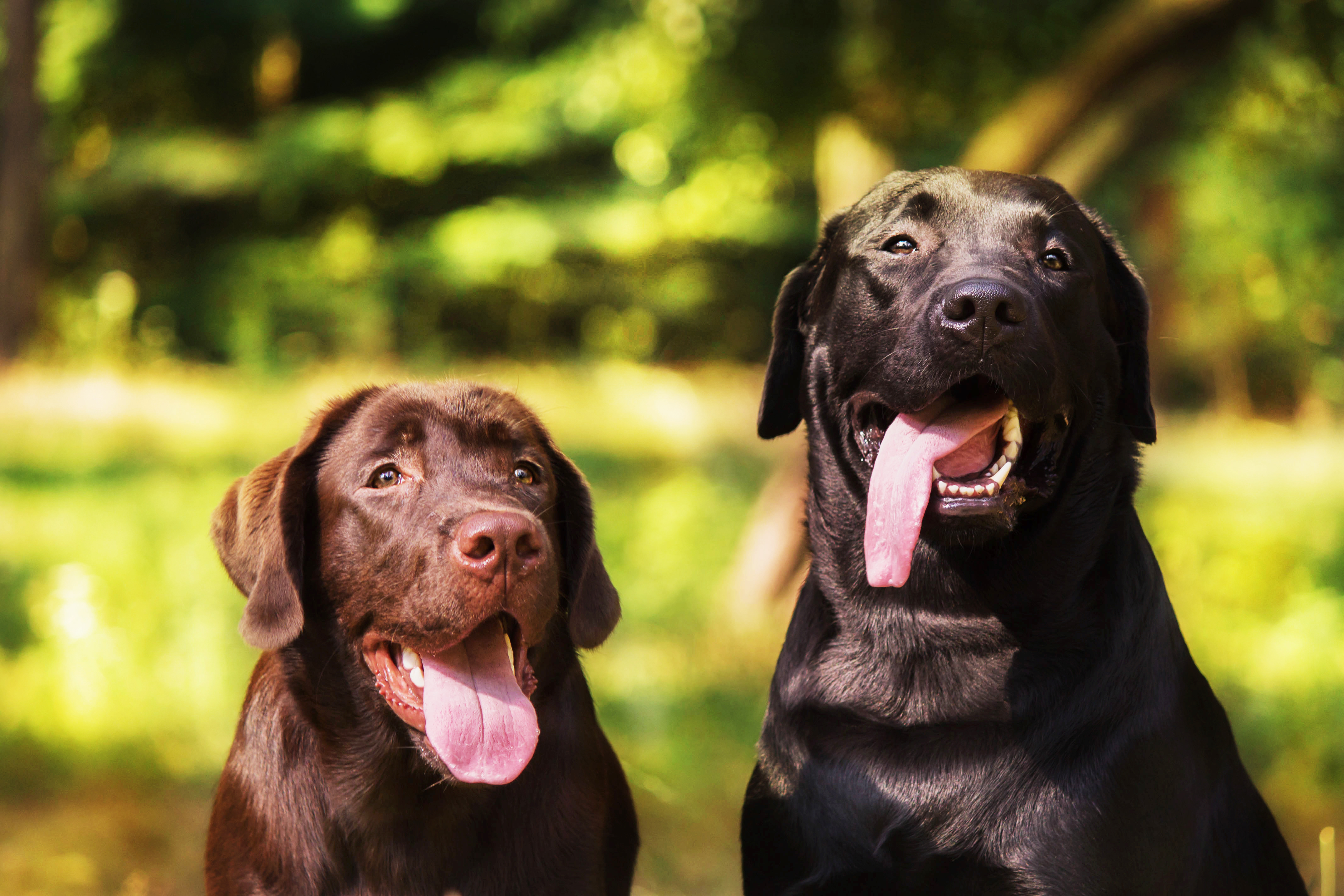 Como os cães controlam a temperatura do corpo?