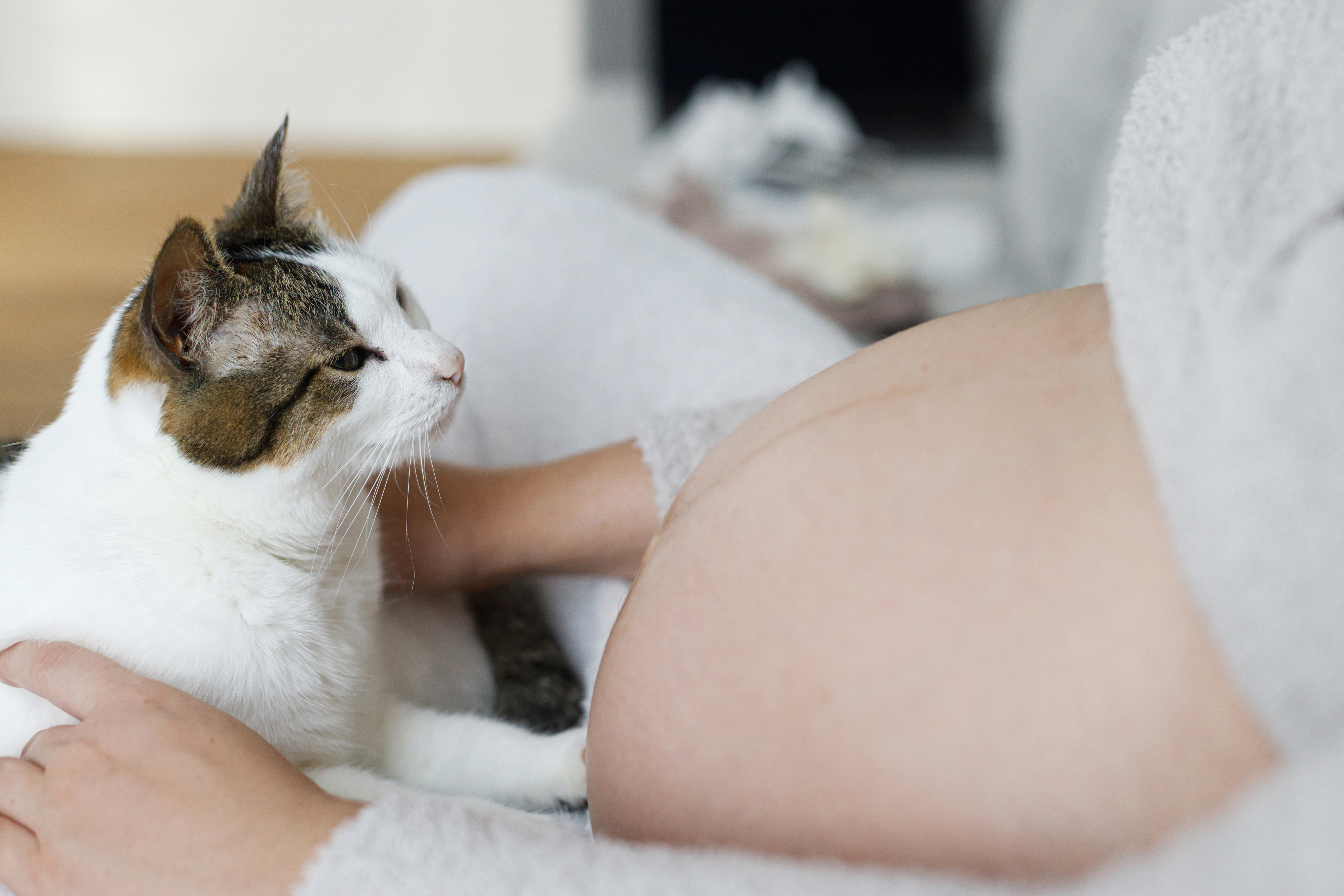 Toxoplasmose: como prevenir a doença sem abrir mão da companhia do seu pet
